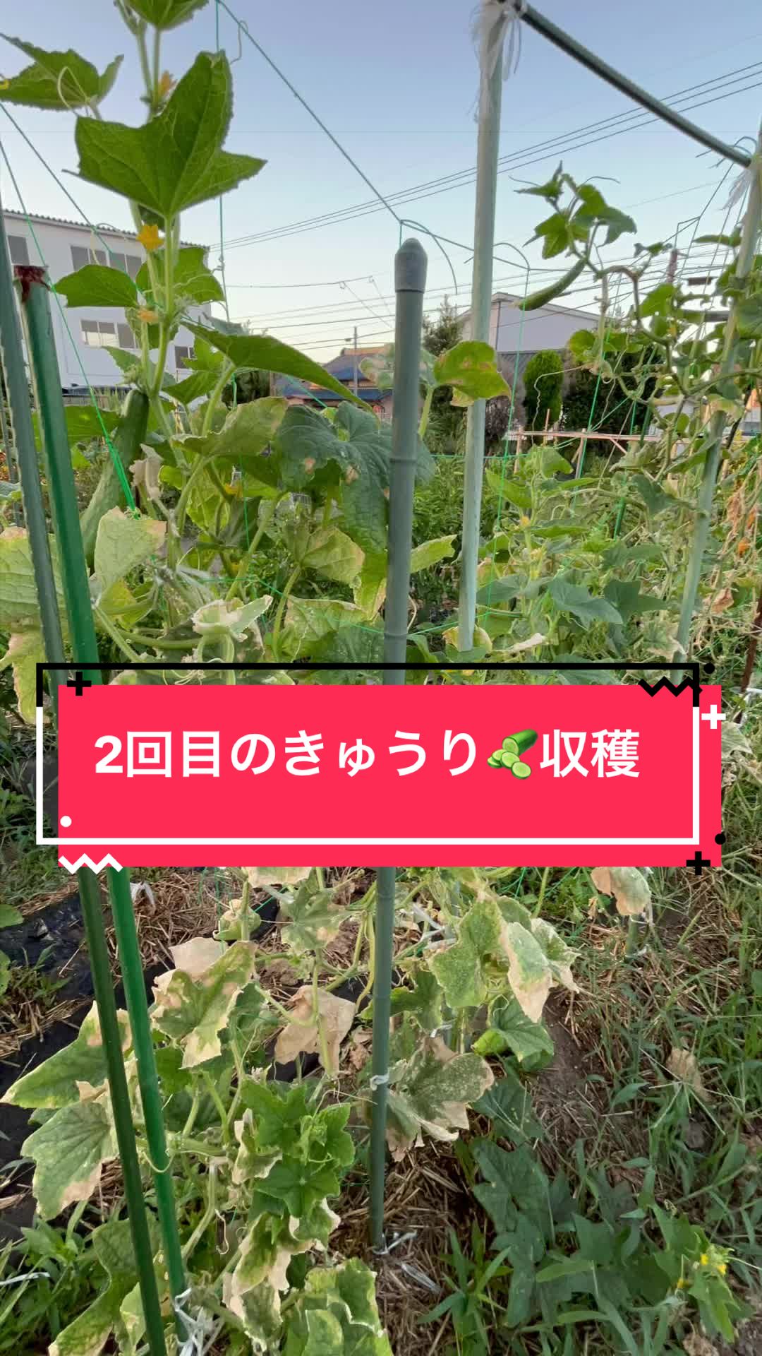 @カンキツ