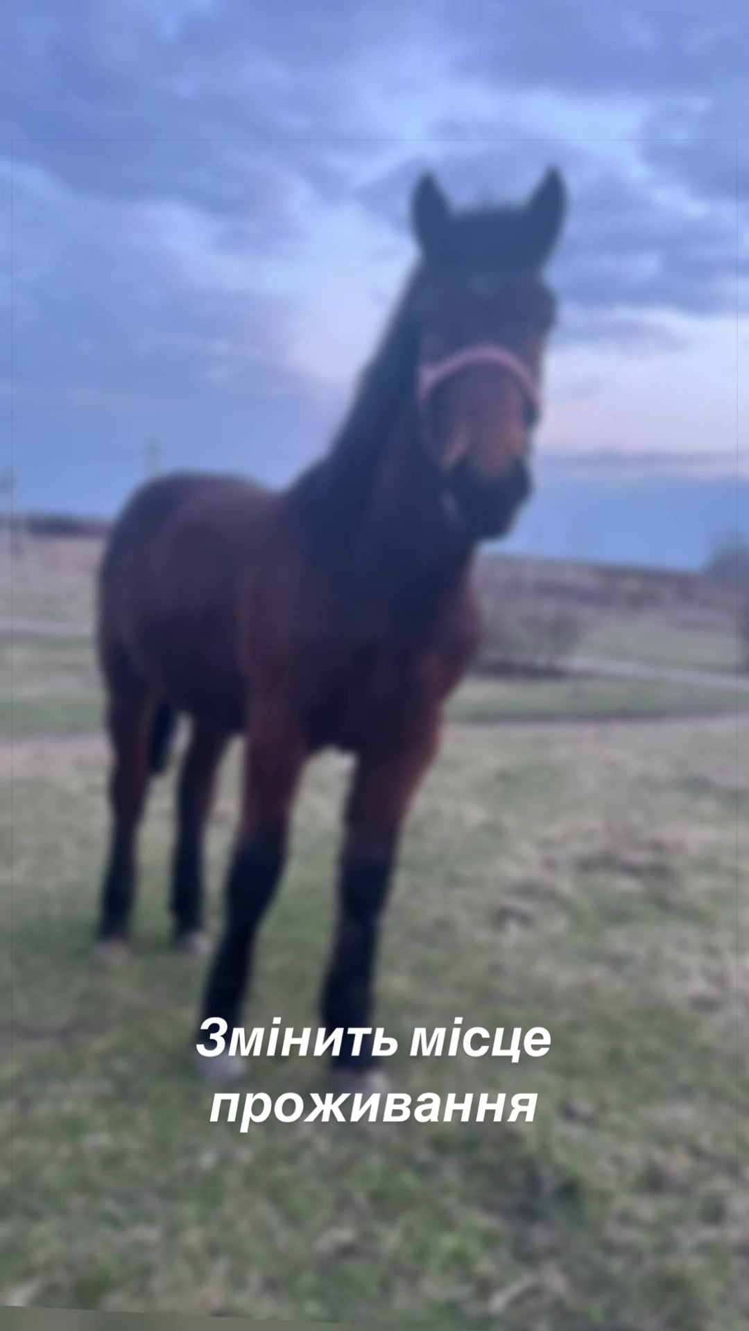 @🐴Horses🐴