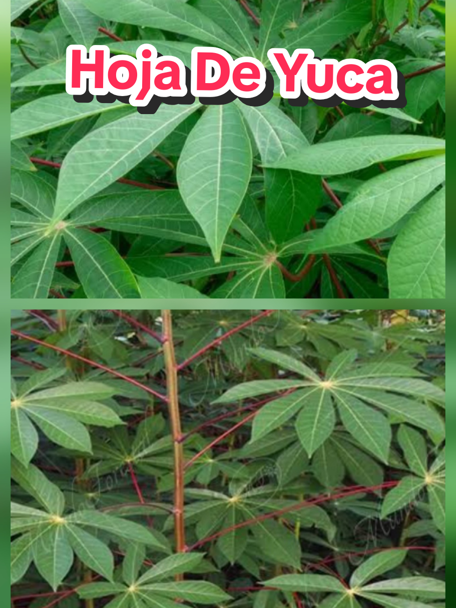 @𝐉𝐨𝐬𝐲