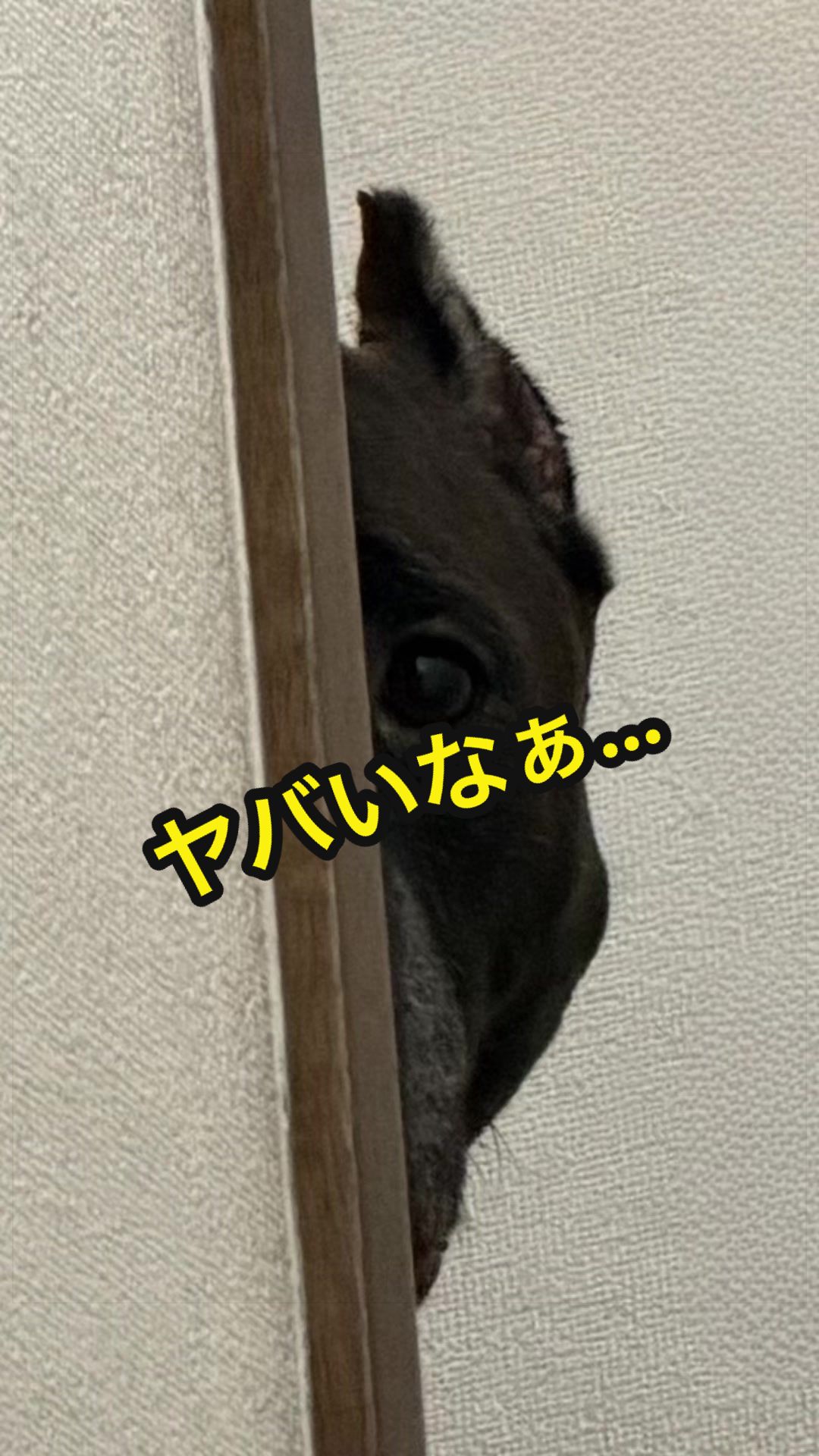 @✌︎·͜·(PᗜN)·͜· ︎︎ᰔᩚ