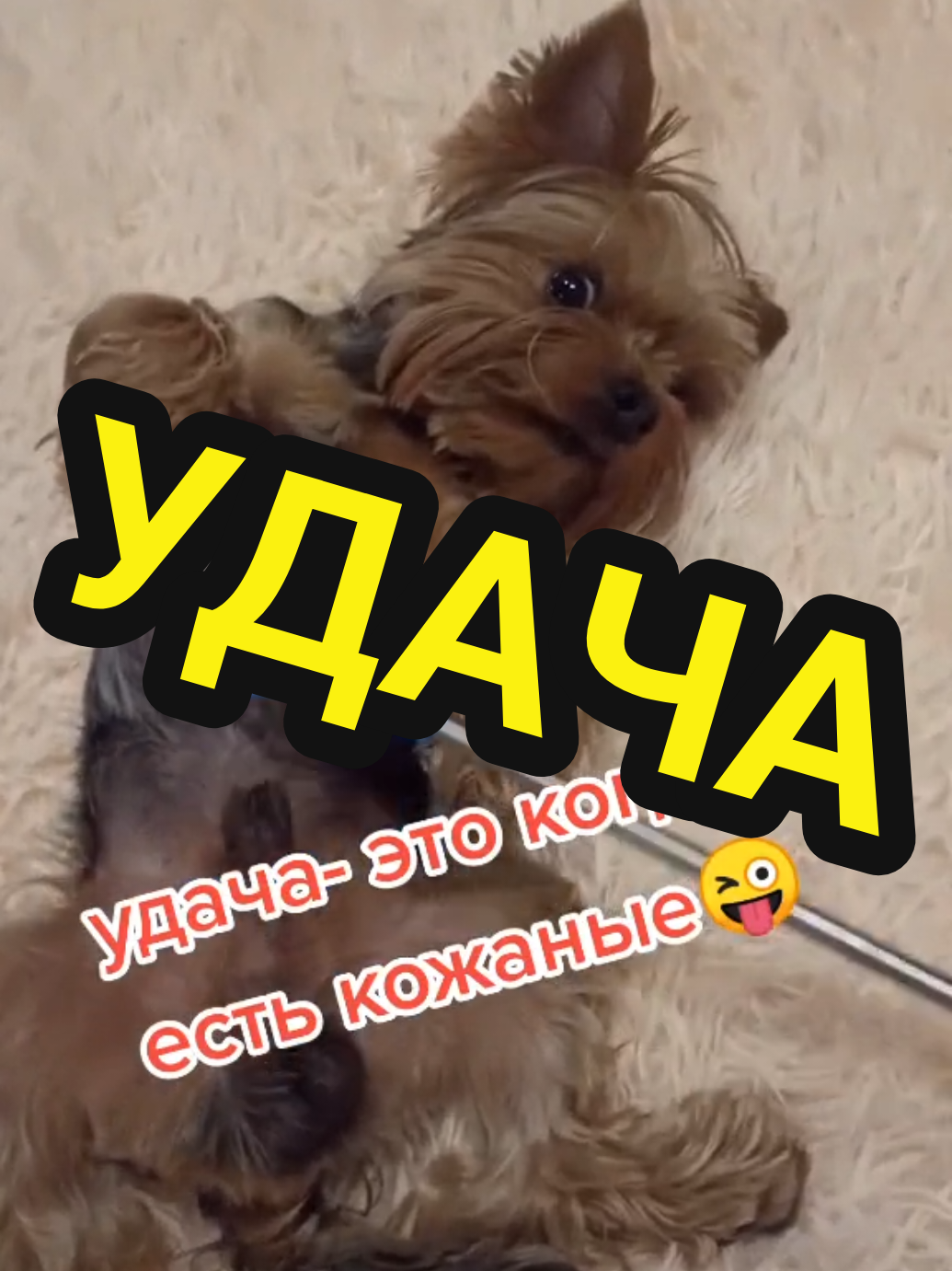 @🤟Веня Машаранский✌