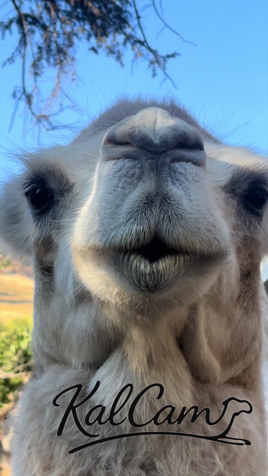 @MayhemTheCamel