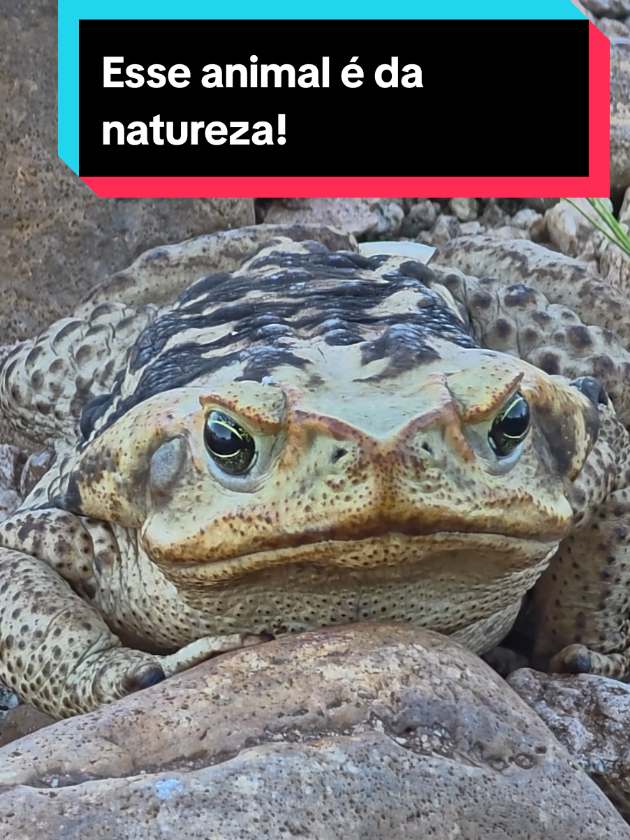 @Princesa das Serpentes
