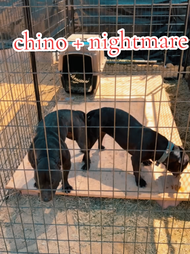 @PICENO GAME DOGS KNLS