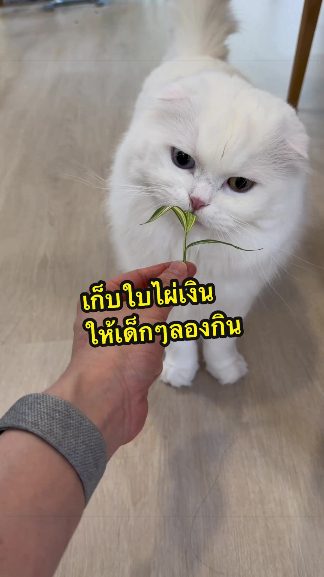 @เชอรี่ขืนใจแมว