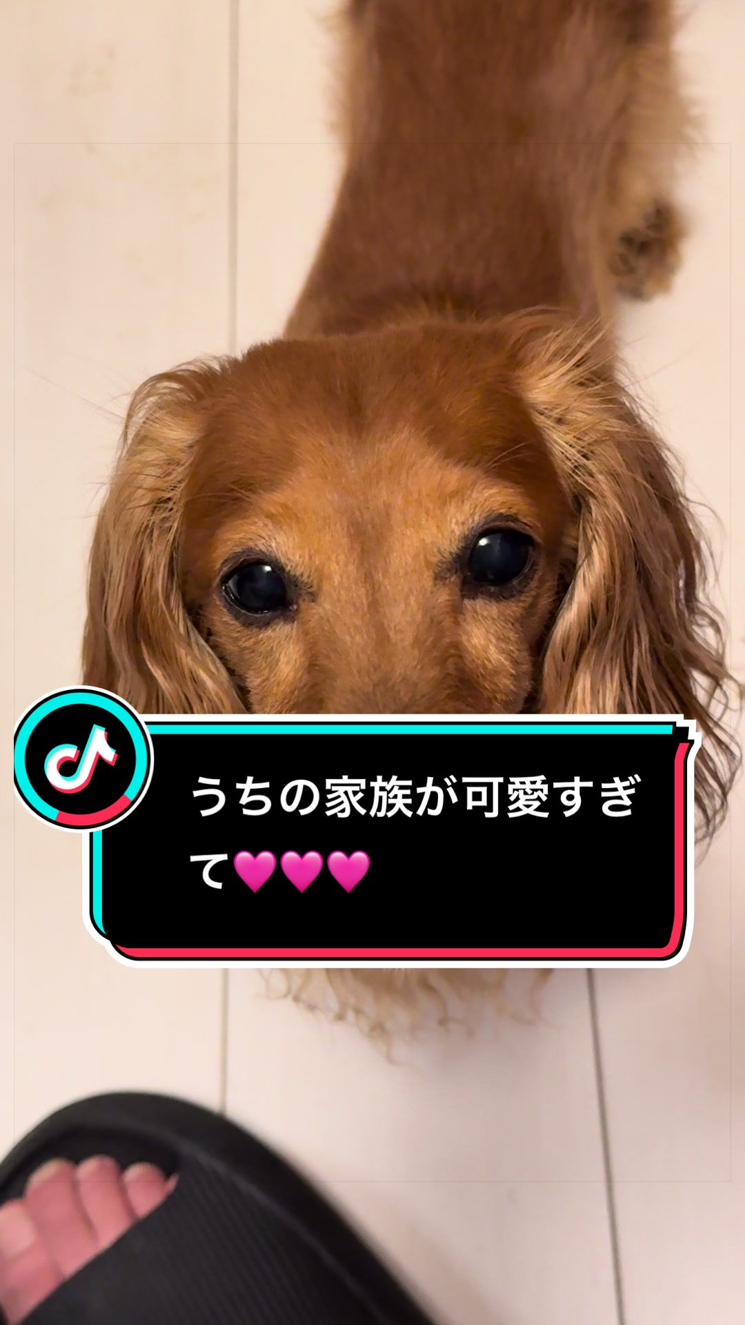 @ダックス愛好家(ワンワンパパ)