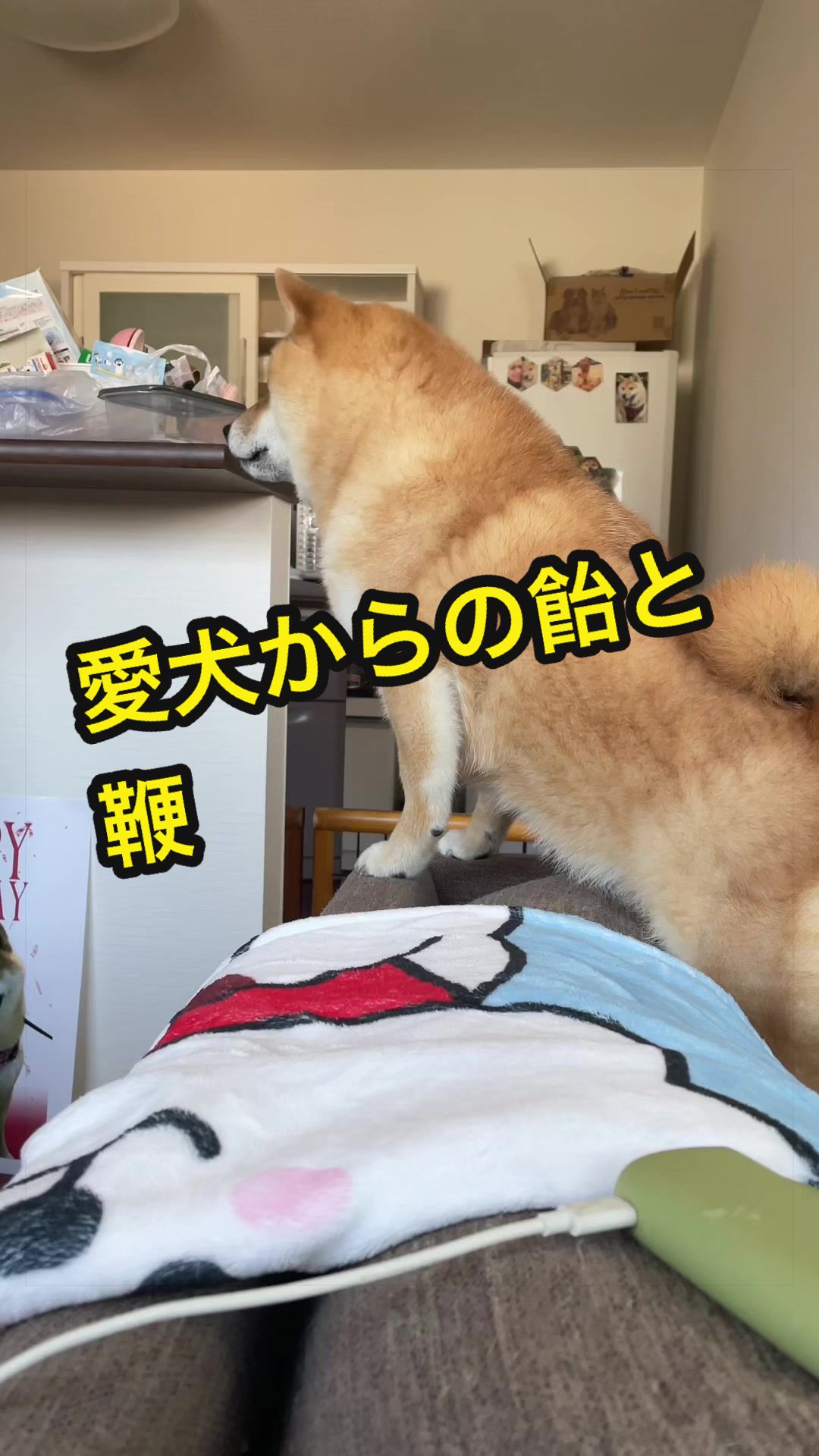 @特に柴犬が好きな人