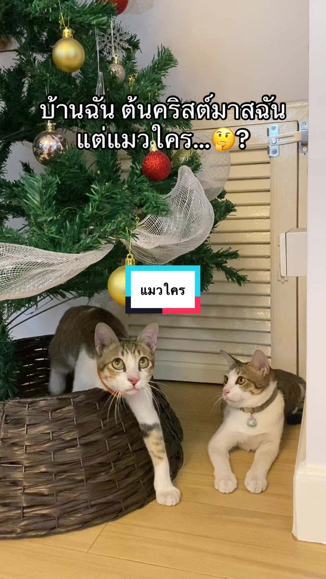 @ชิใช้เพราะชิซื้อแล้ว