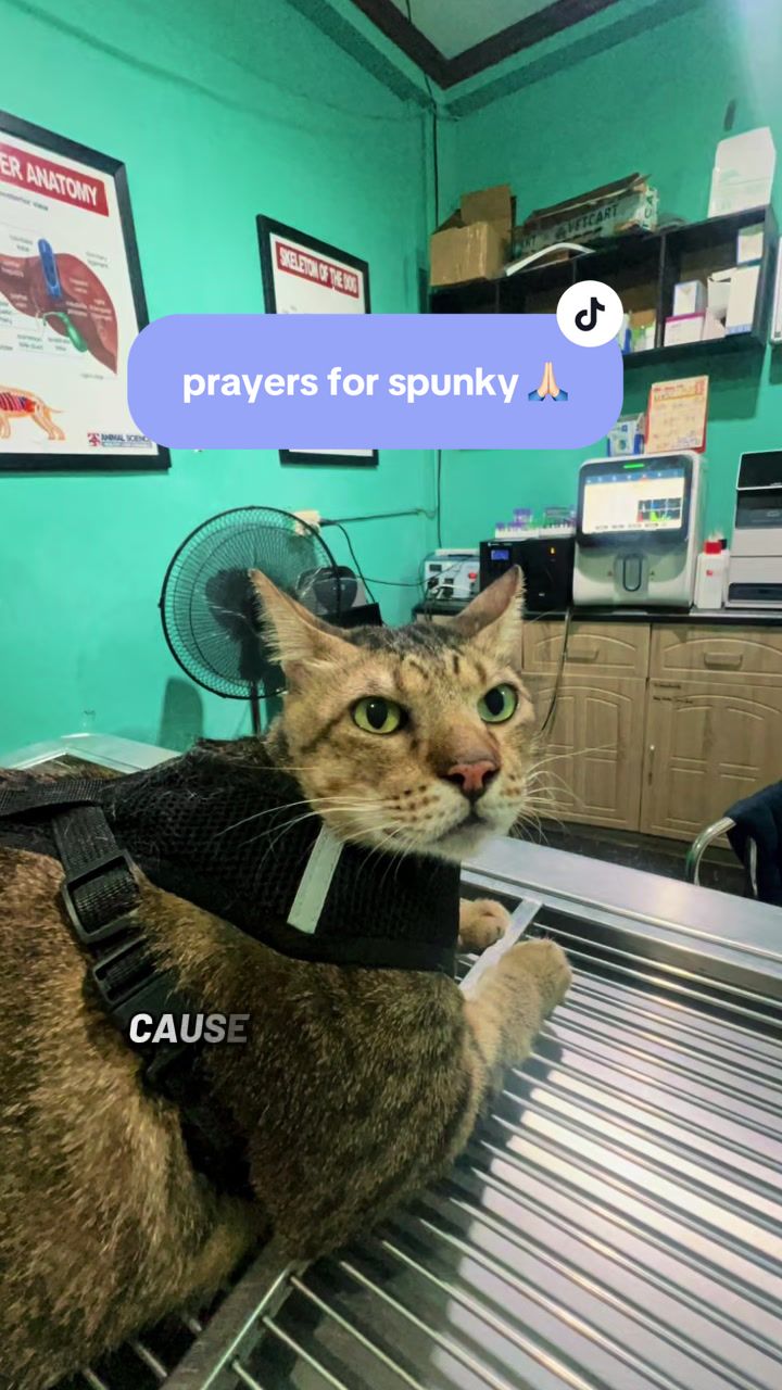 @17meows