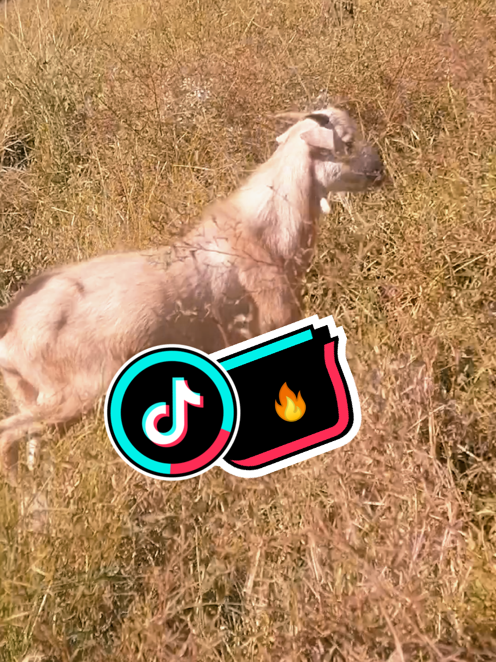 @Åkků_Çřůśh🌈🌴🇦🇺🌴