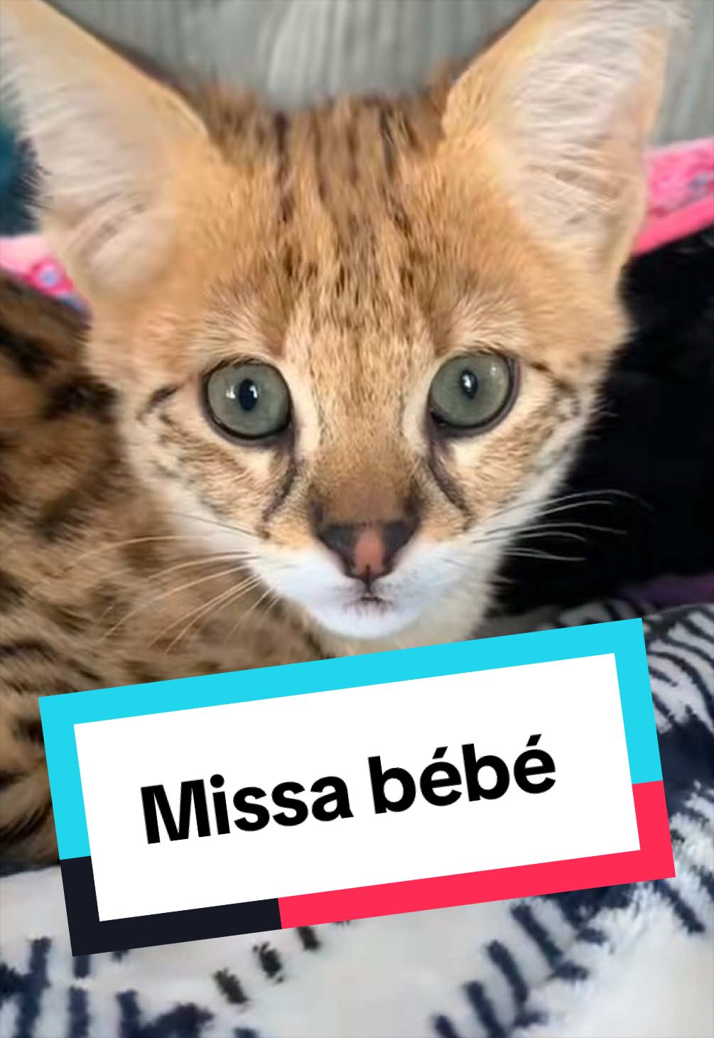 @sami_leo_missa