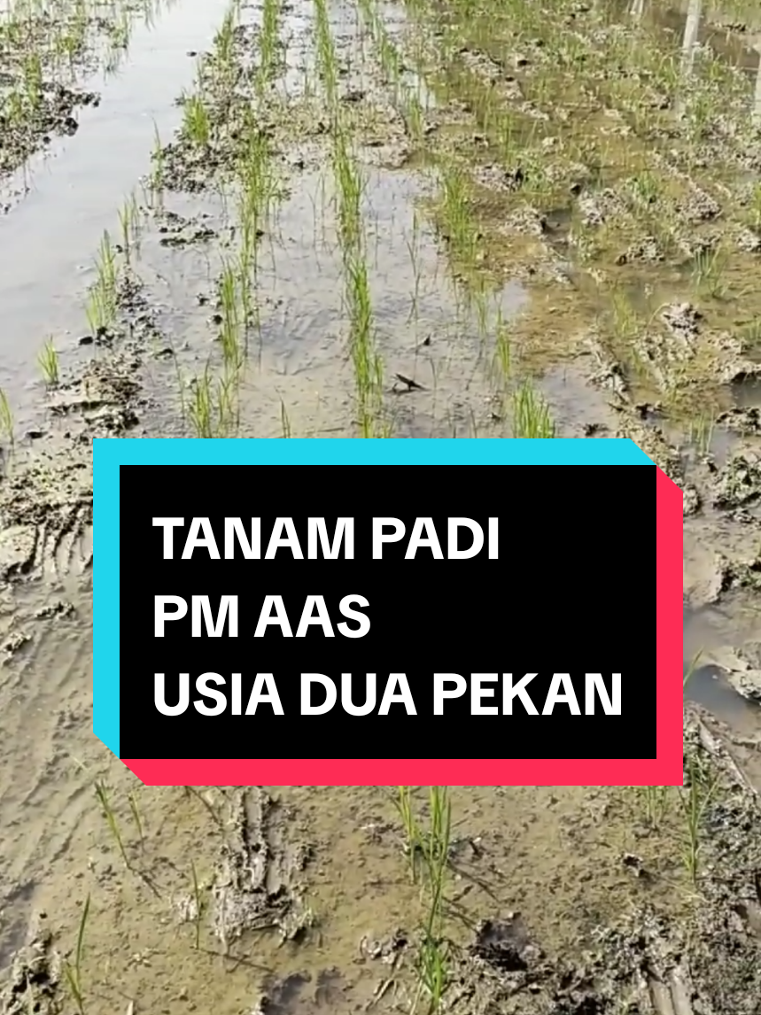 @PPL KOTAMAKMUR
