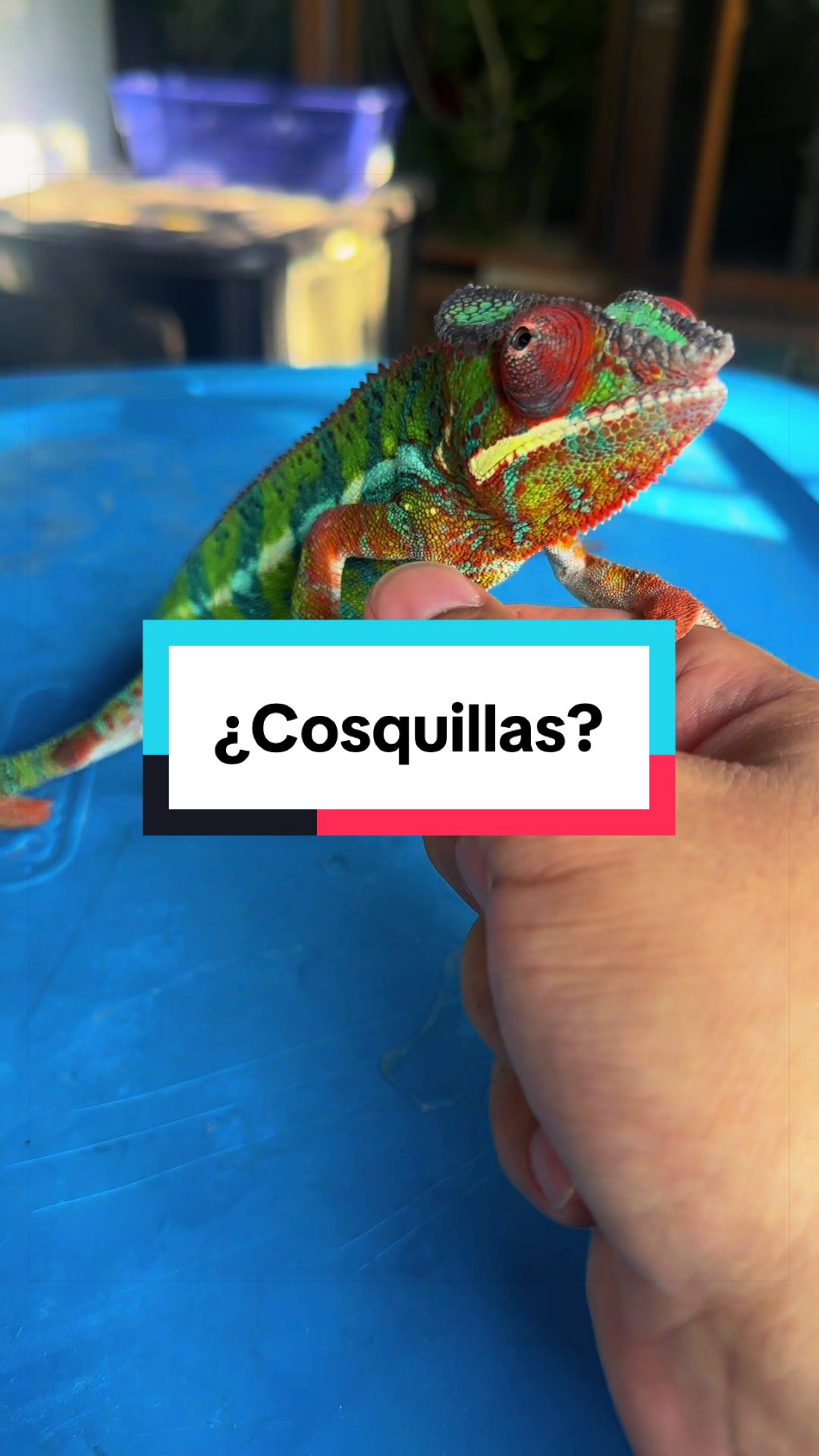 @ReptilMania