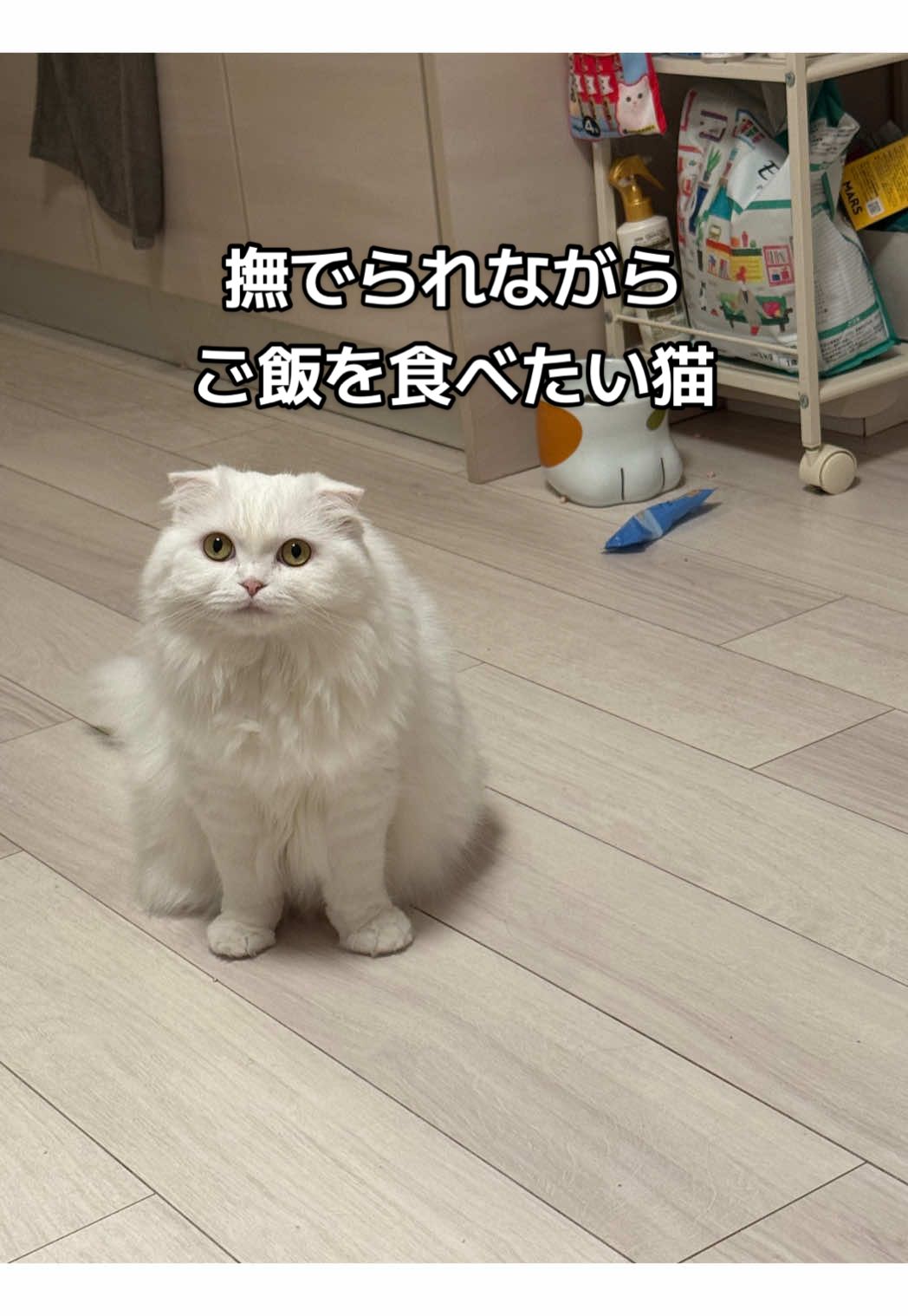 @もっちぬ
