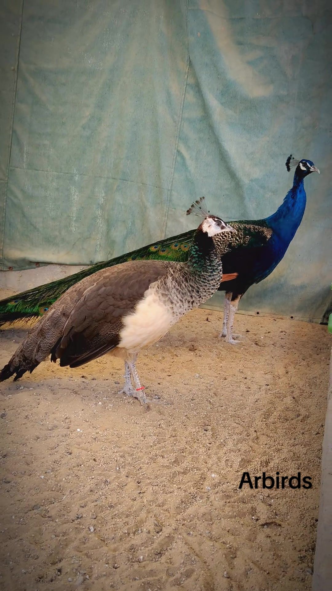 @AR Birds