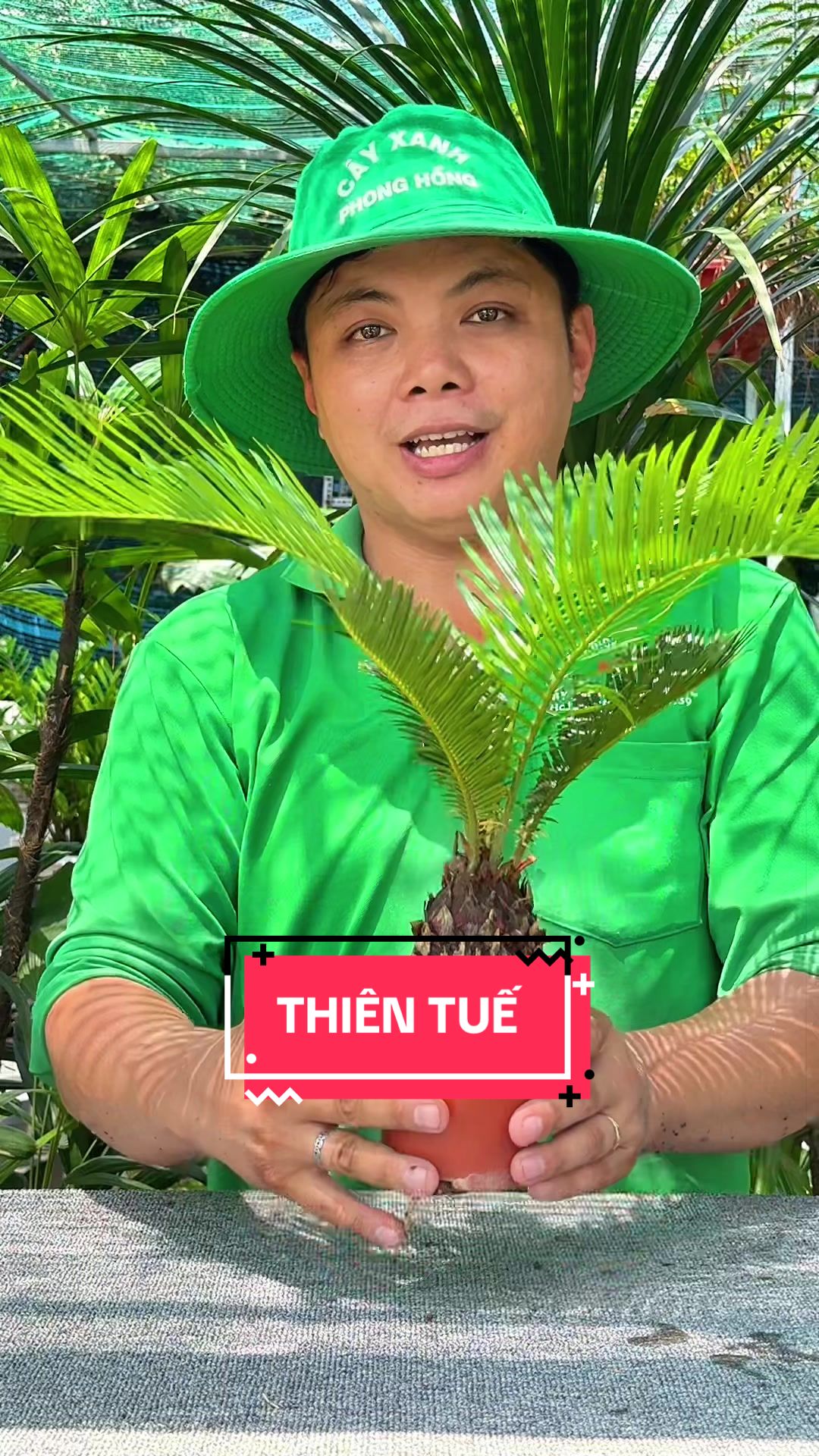 @C&acirc;y Xanh Phong Hồng