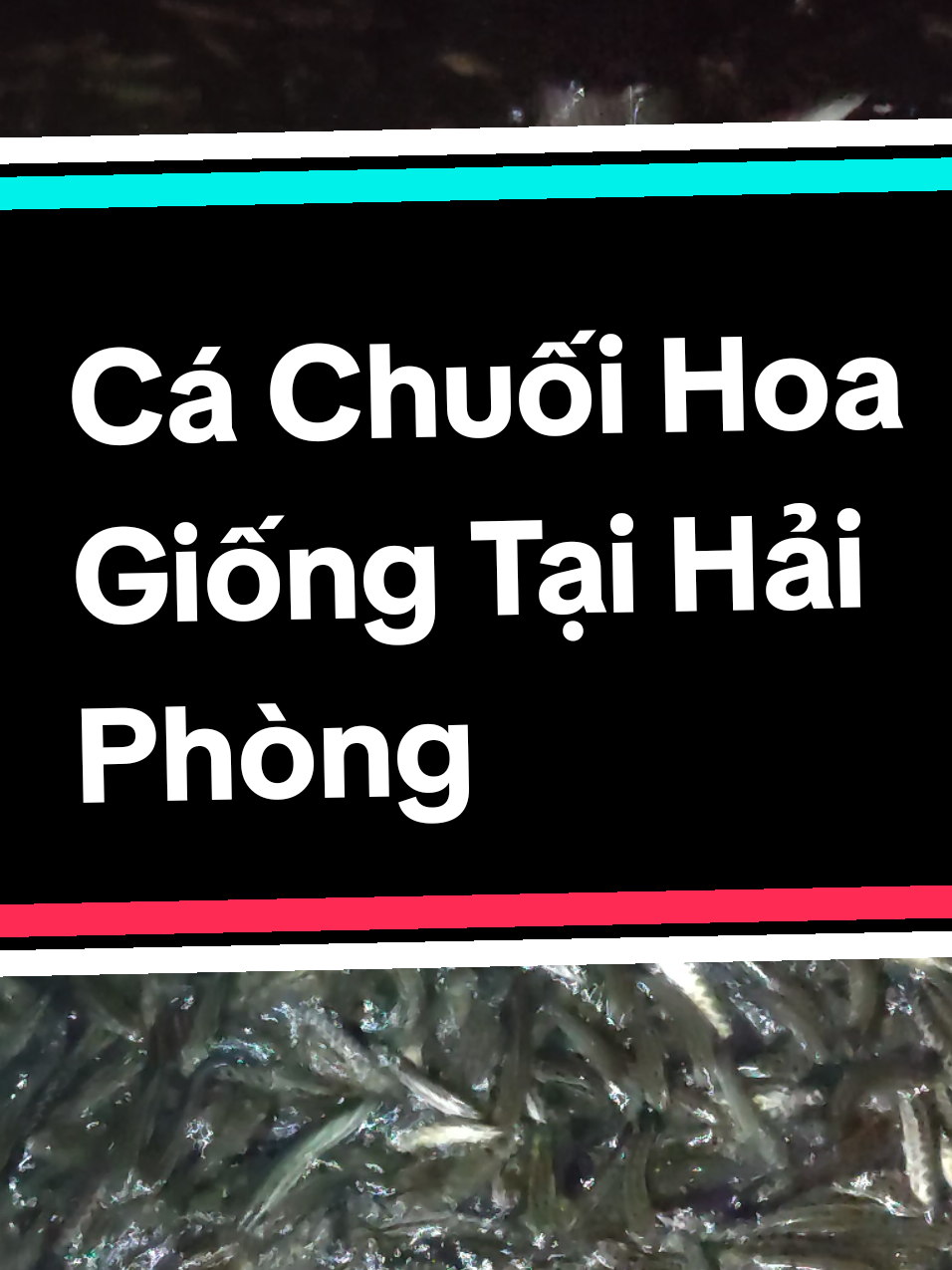 @Cá Chuối Hoa