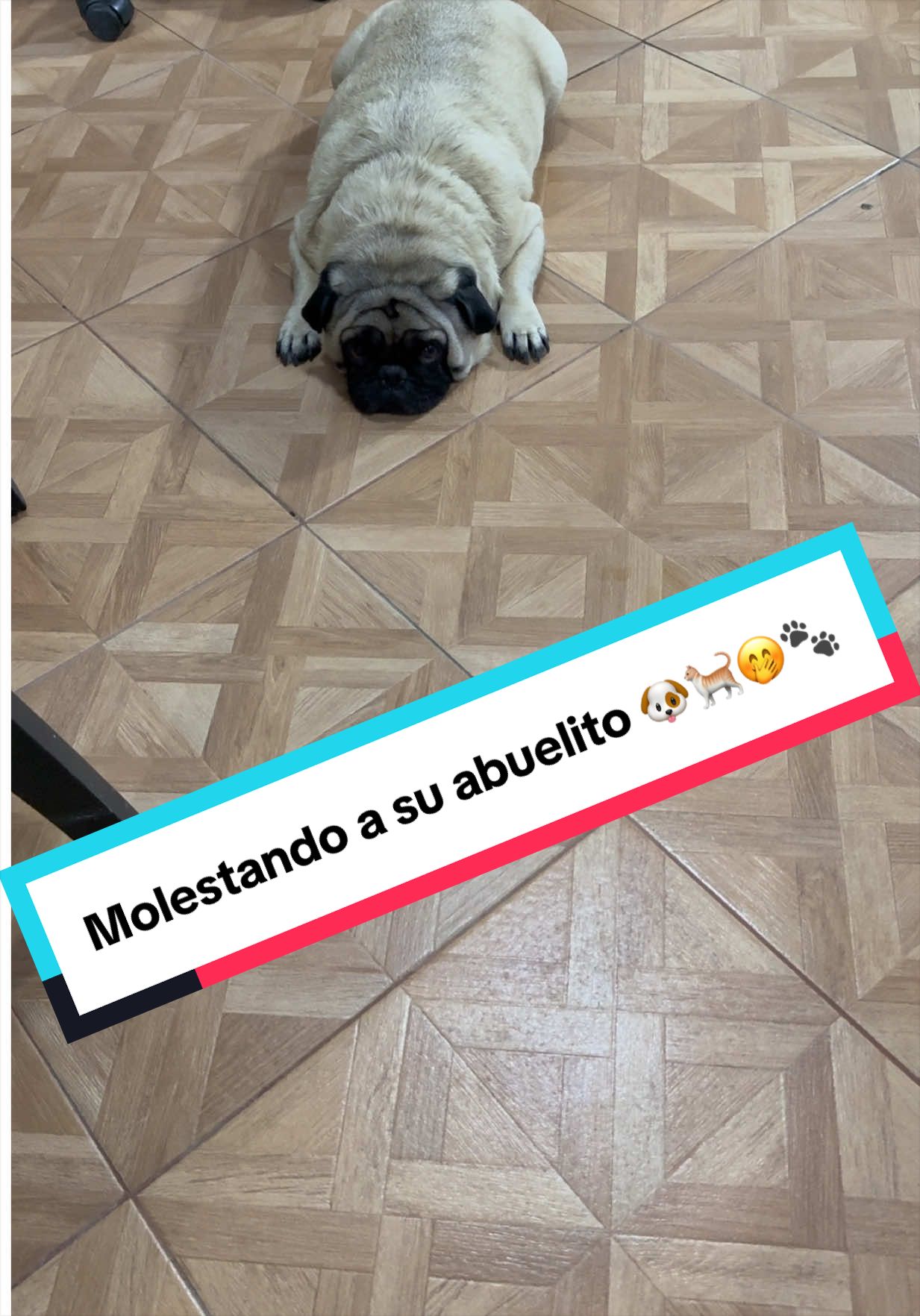 @Pugs en acción 🐶