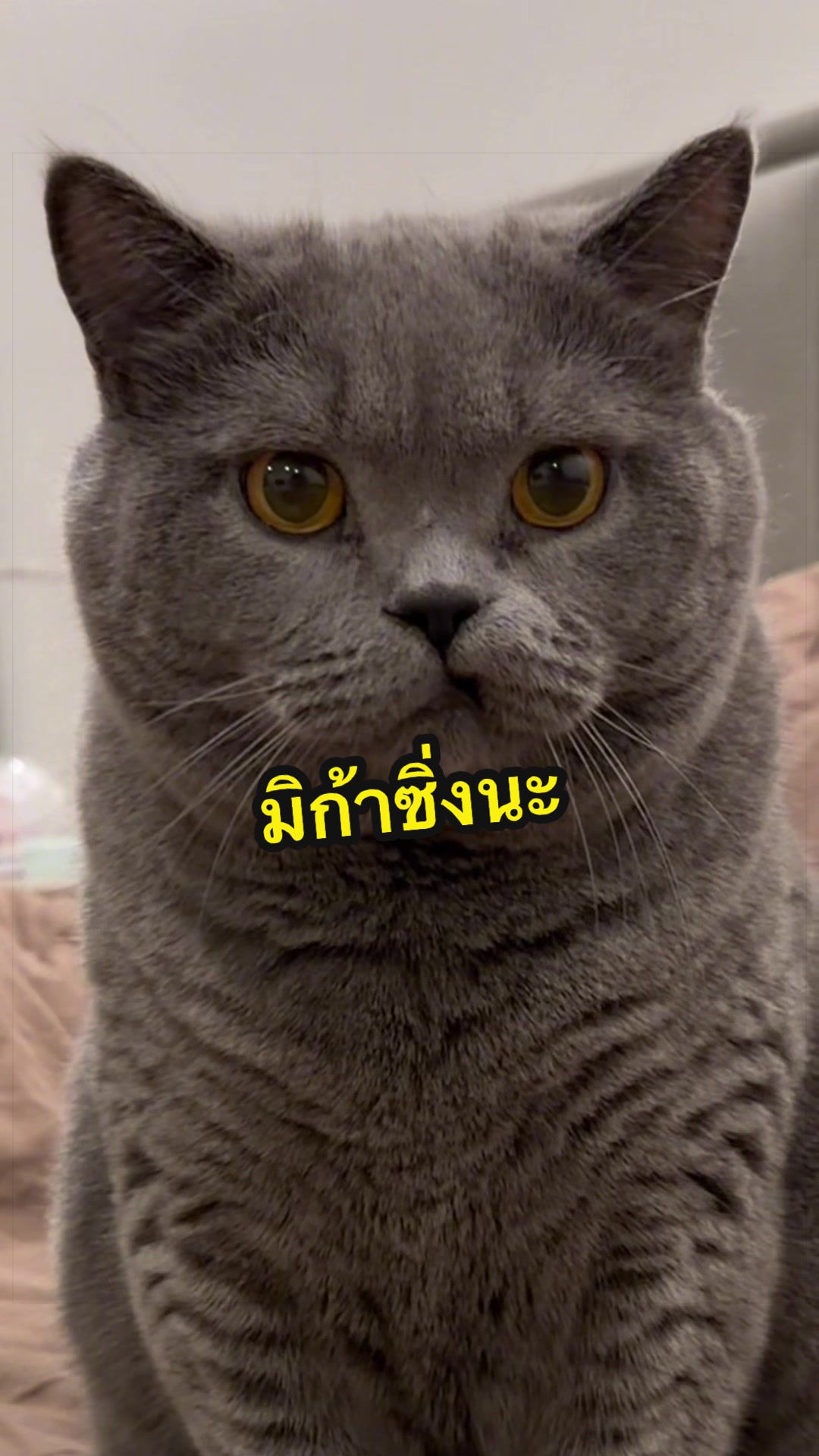 @เชอรี่ขืนใจแมว