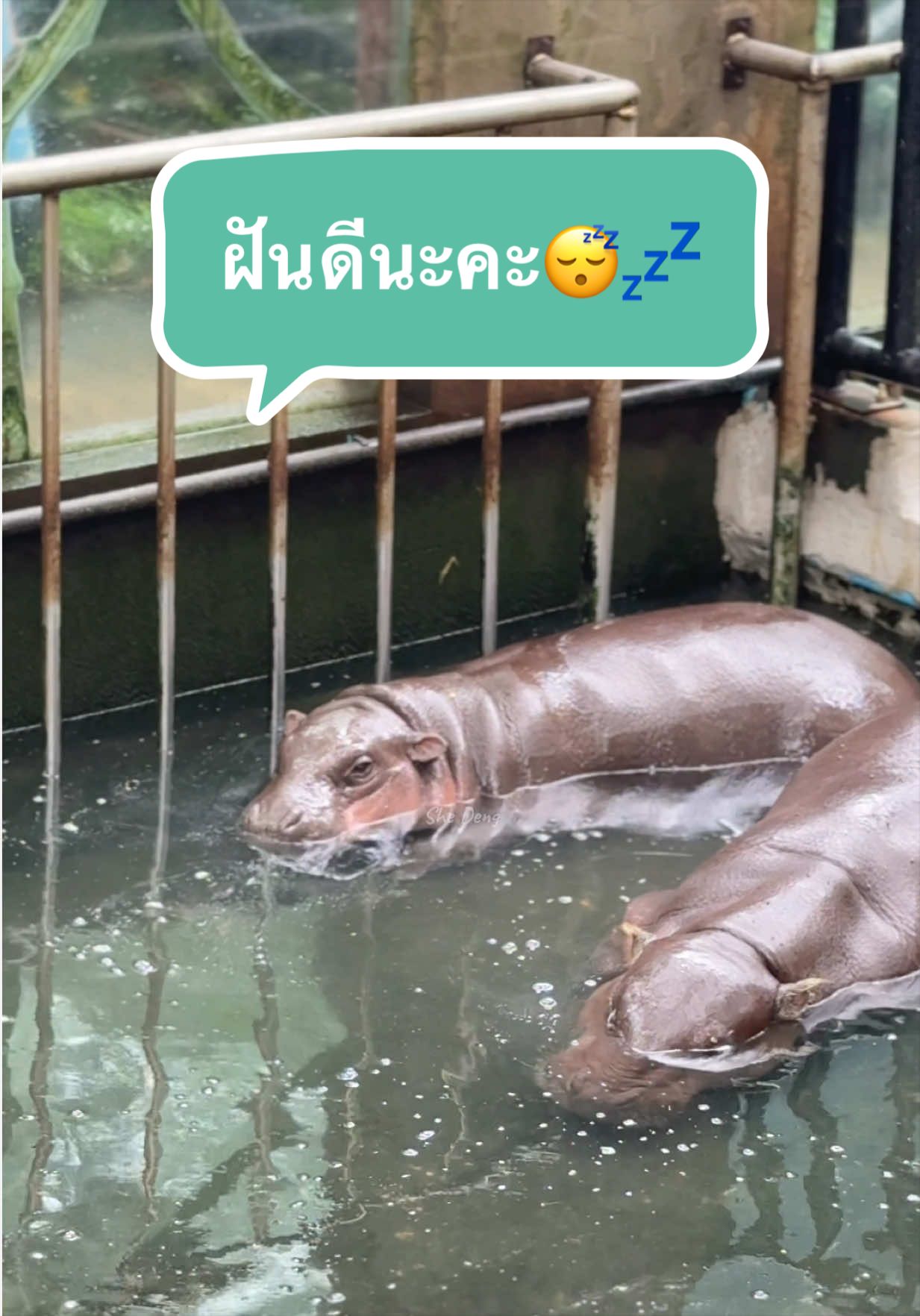 @She Deng