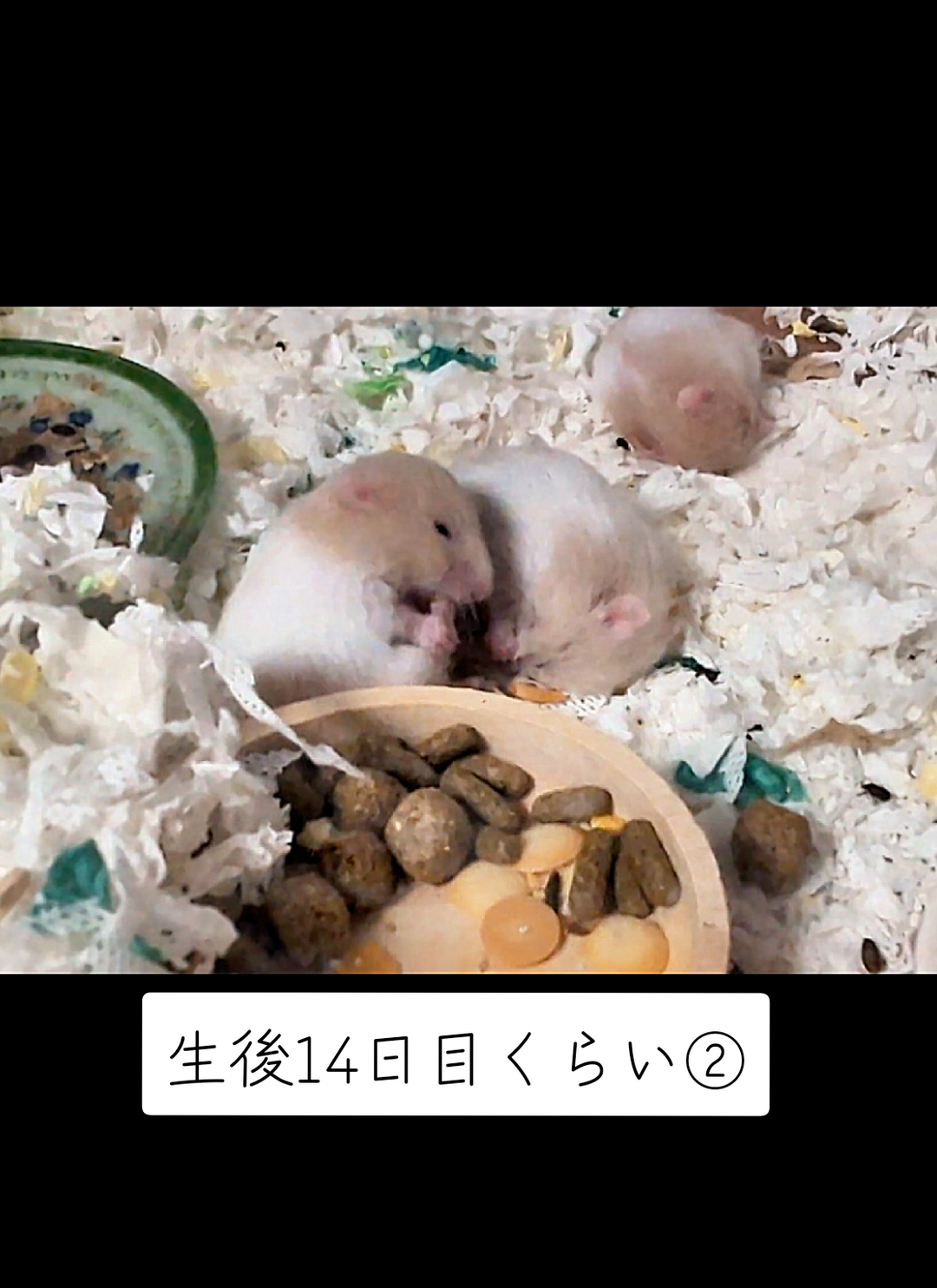 @鼻声🐹主婦