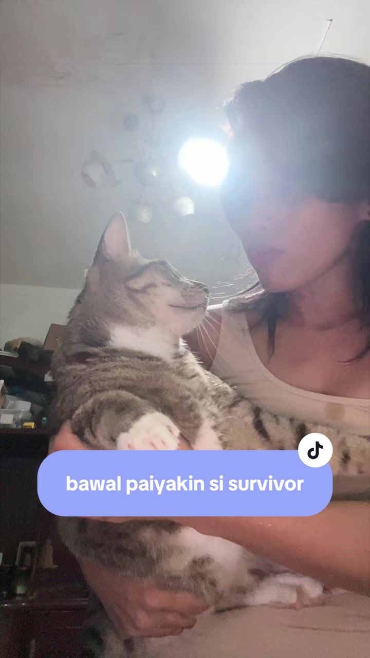 @17meows