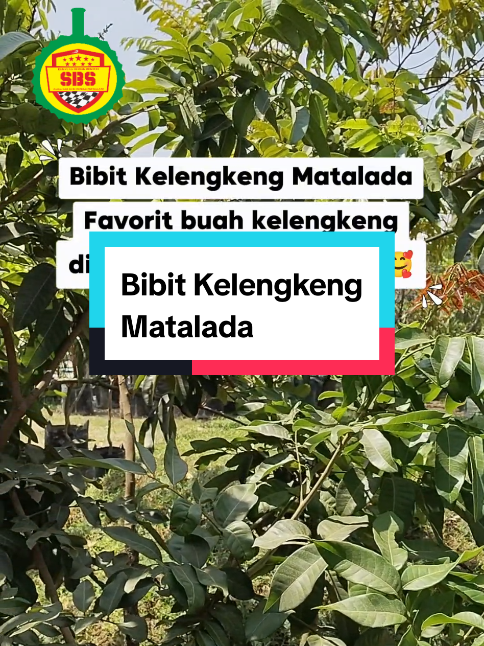 @Produksi Buah_SBS