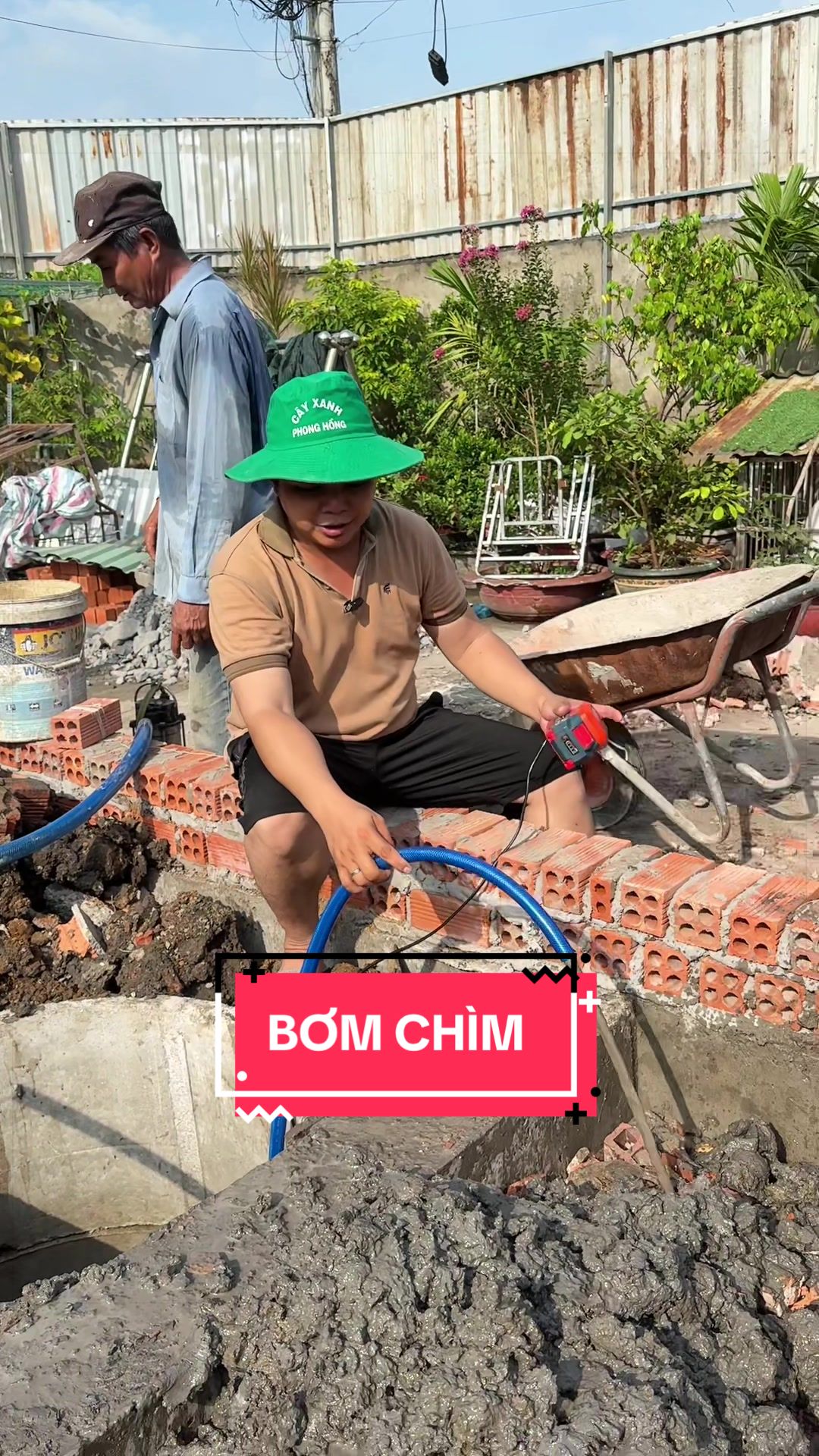 @C&acirc;y Xanh Phong Hồng