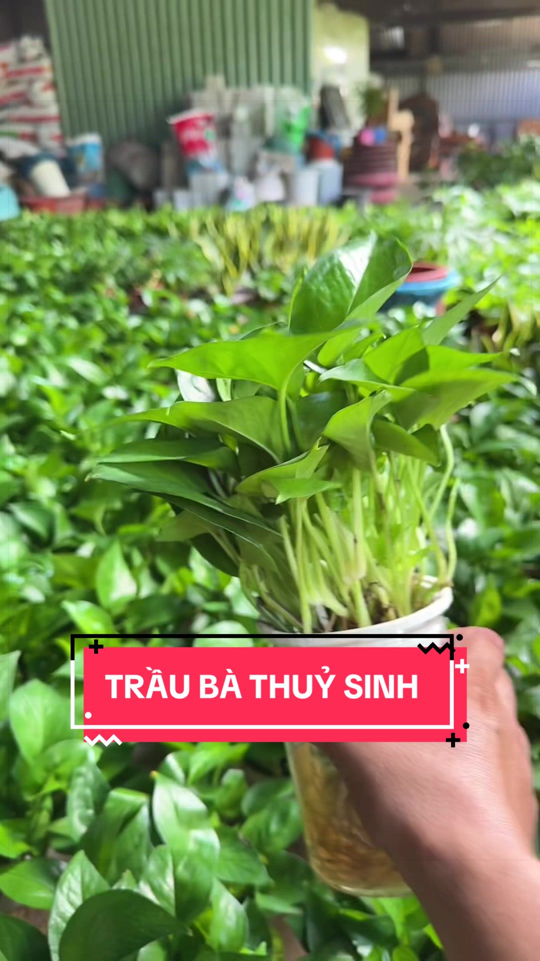 @Cây Xanh Phong Hồng
