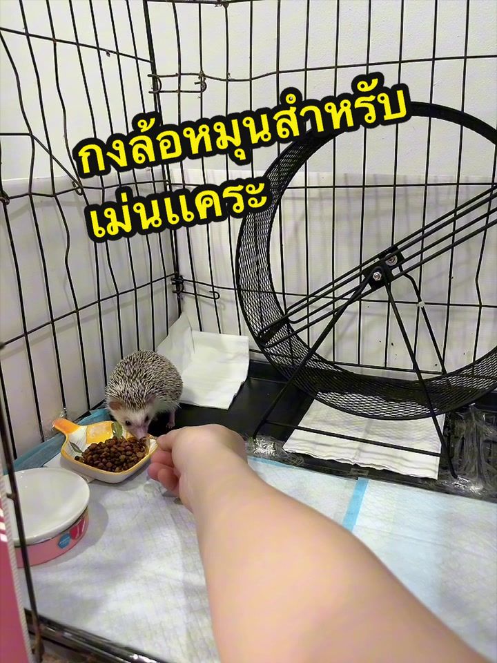 @❤️เป็ปเปอร์หมูจู๊ด❤️