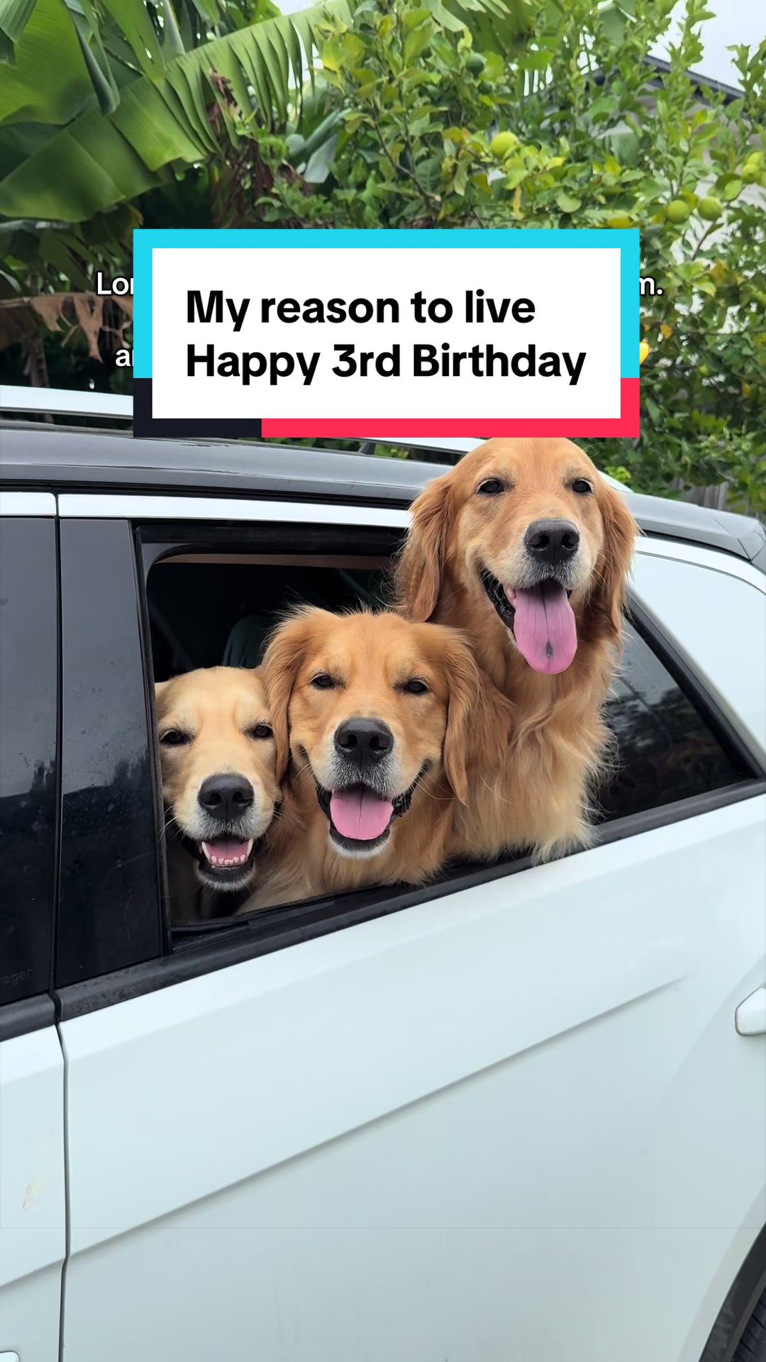 @3goldenretriever