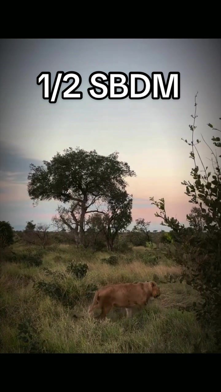 @Nai | LION EXPERT 🌍