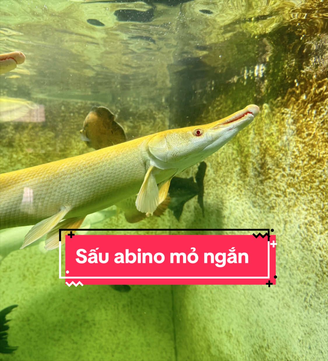@Phát Đạt Bán Cá 😎🐠🦈