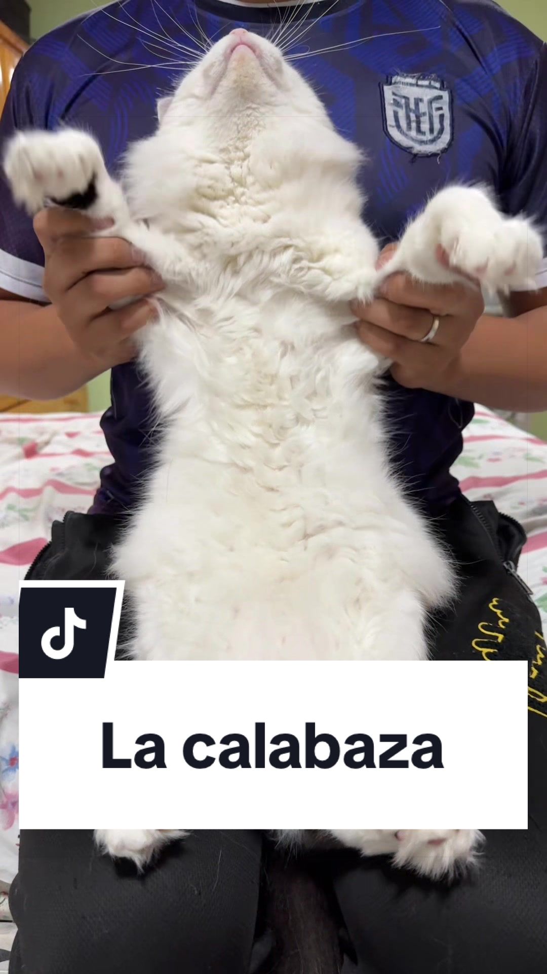 @pepe_el_gordillo