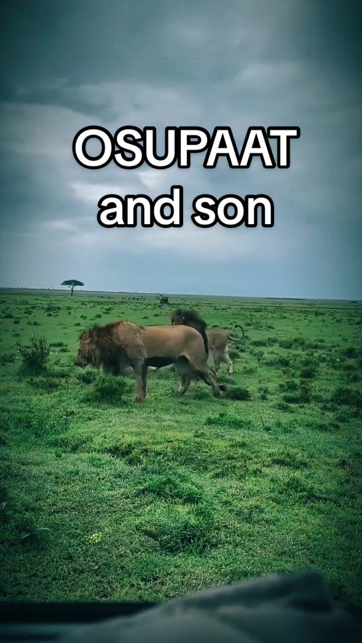 @Nai | LION EXPERT 🌍