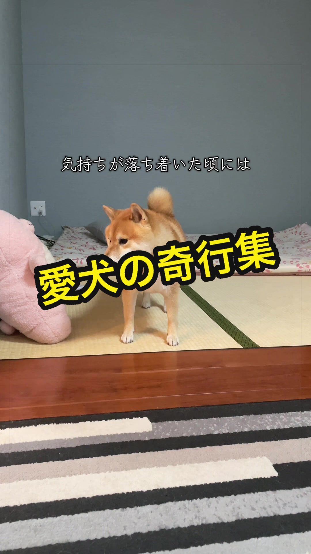 @特に柴犬が好きな人