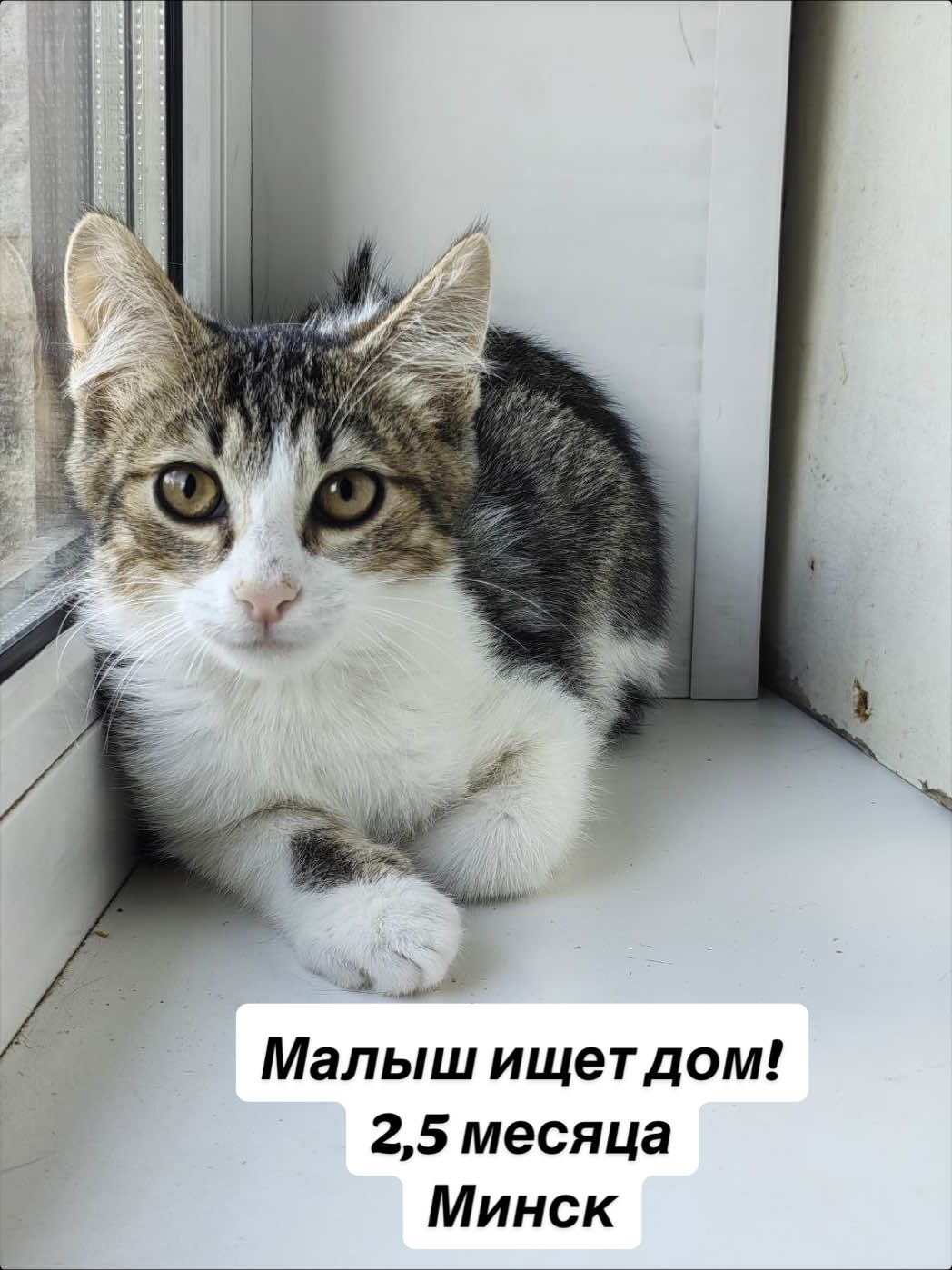 @Котята в дар!