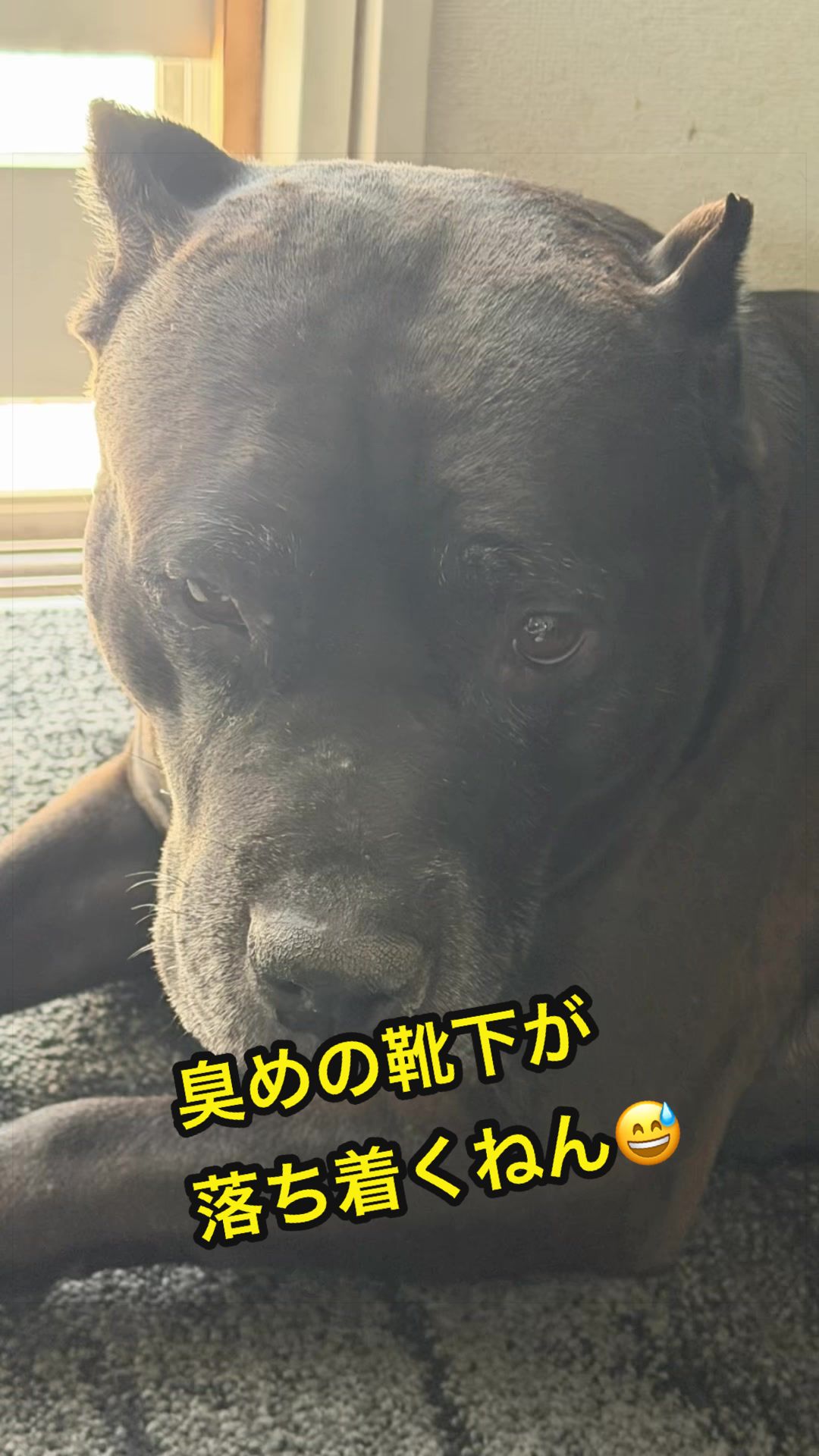 @✌︎·͜·(PᗜN)·͜· ︎︎ᰔᩚ