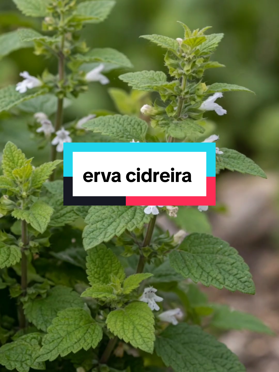 @Dicas e Receitas Naturais