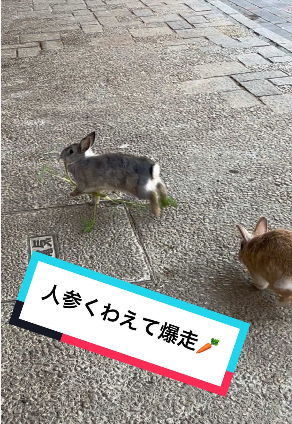 @【公式】月うさぎの里