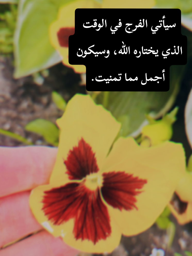 @🍃🌸Tahani Khafas🌸🍃