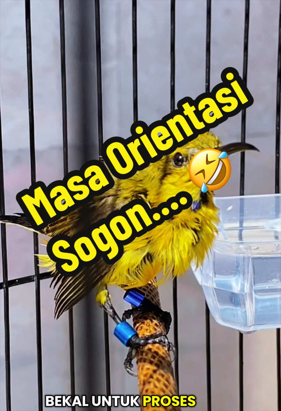 @GeDang Manuk