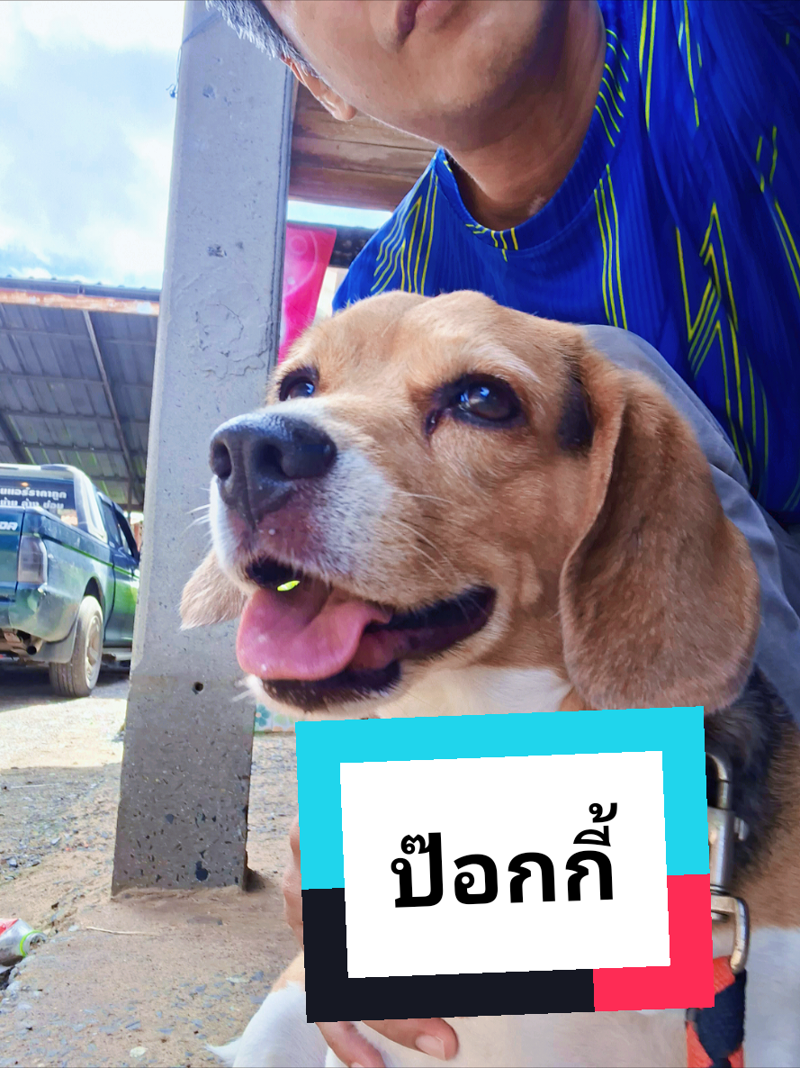 @ปุ๊ บูมเมอแรง Pook Boomerang
