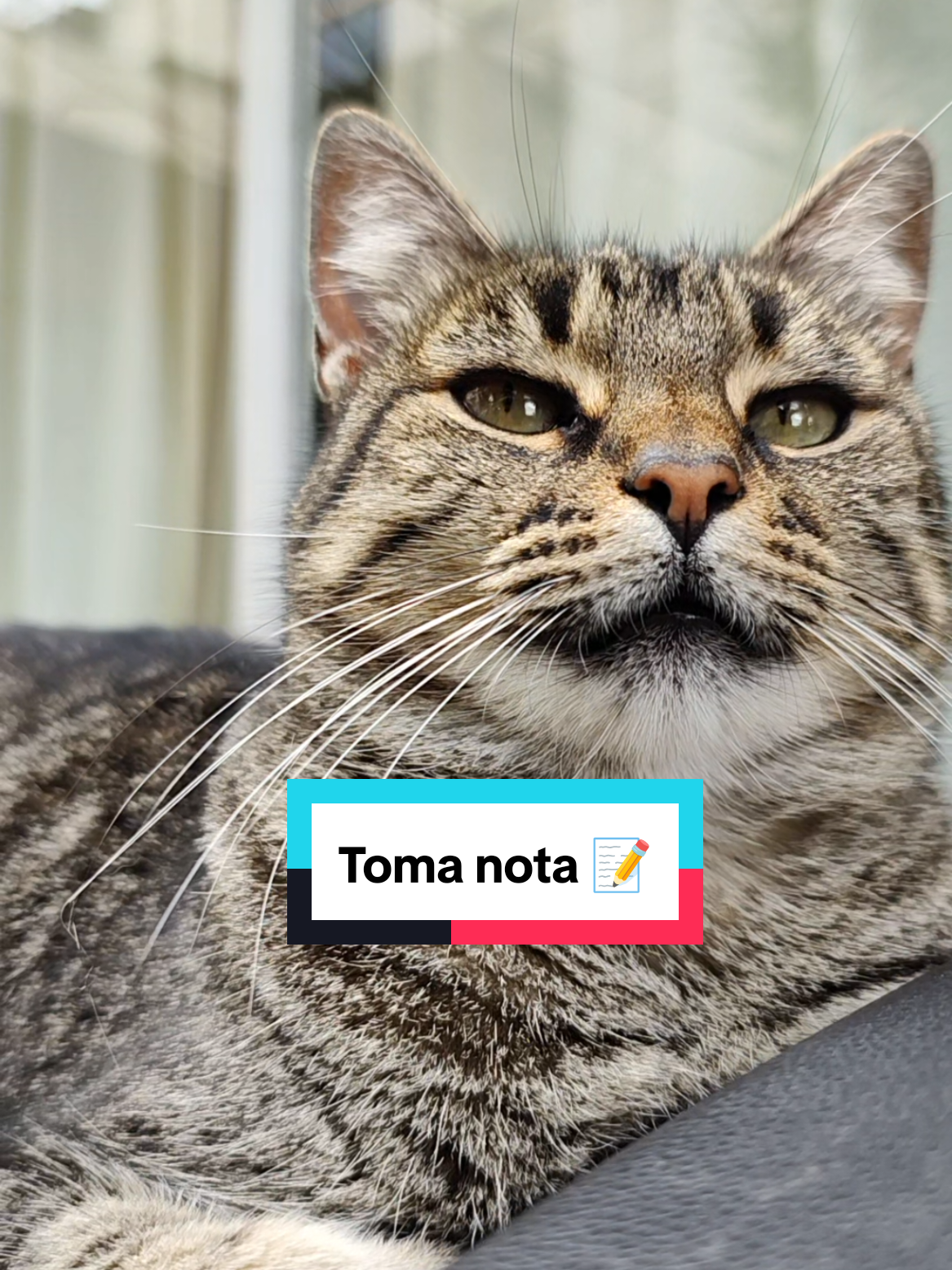 @Lunita🐱🌜