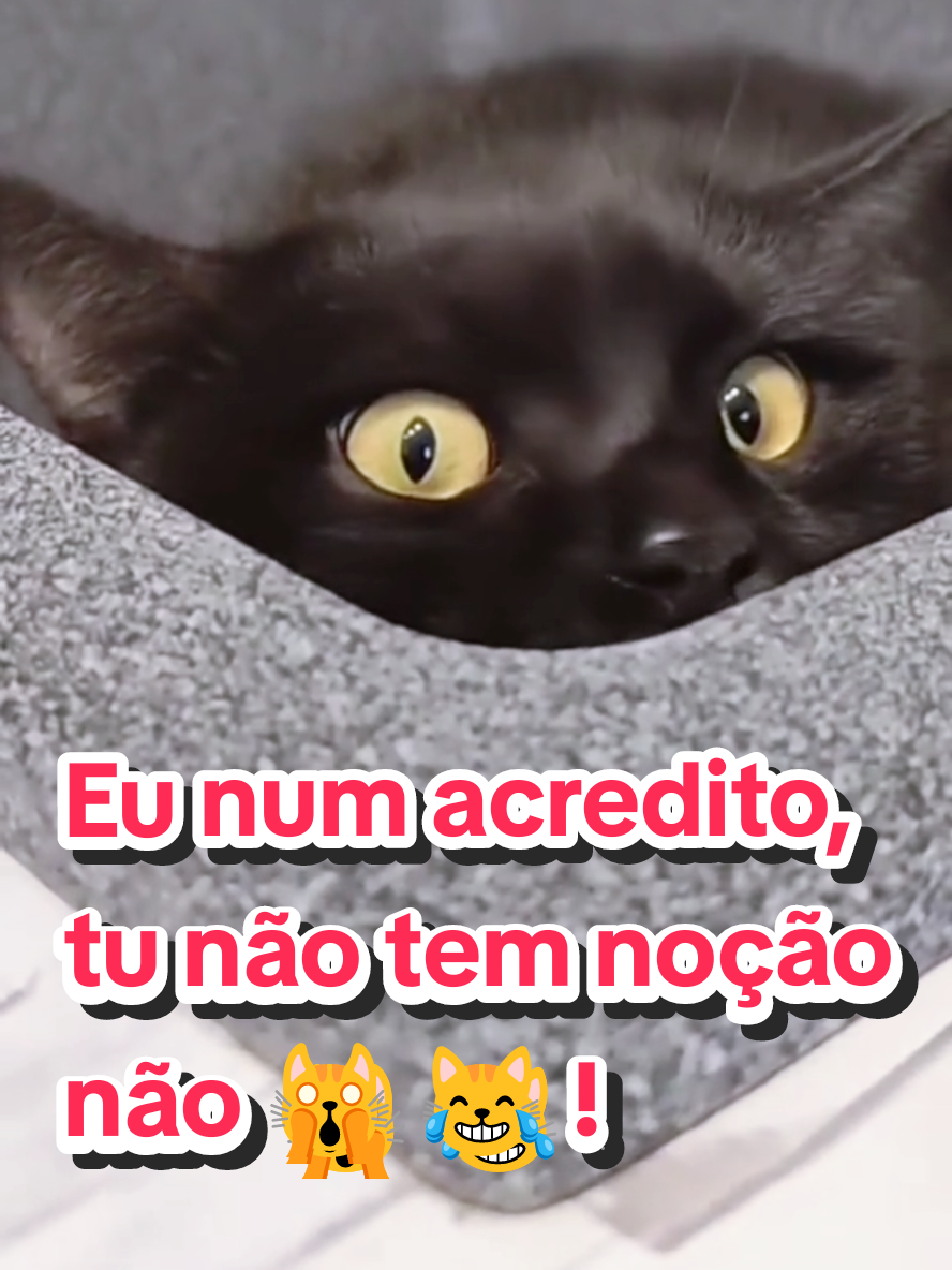 @Gatosetravessuras@10