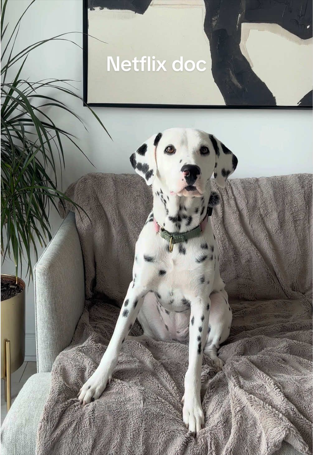 @Nevada the Dalmatian