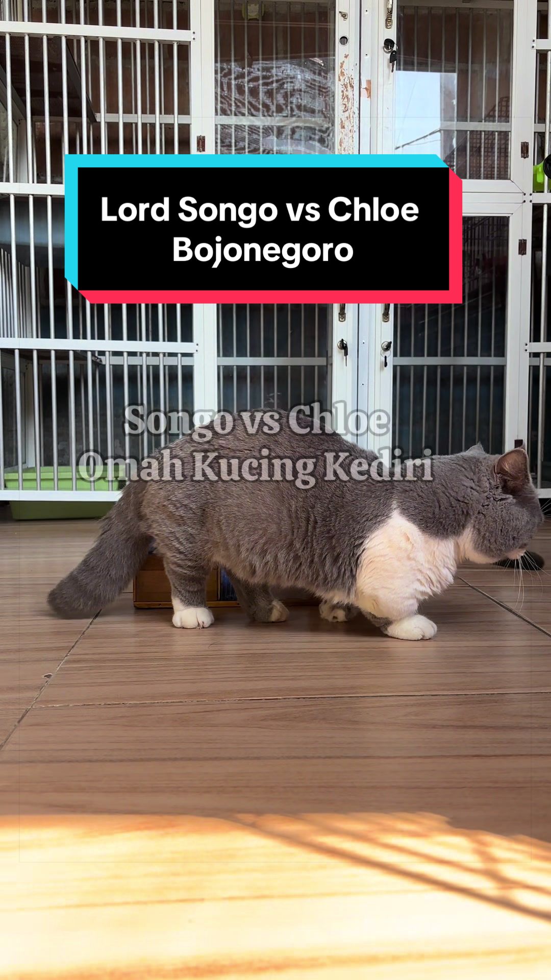@Jasa Pacak BSH