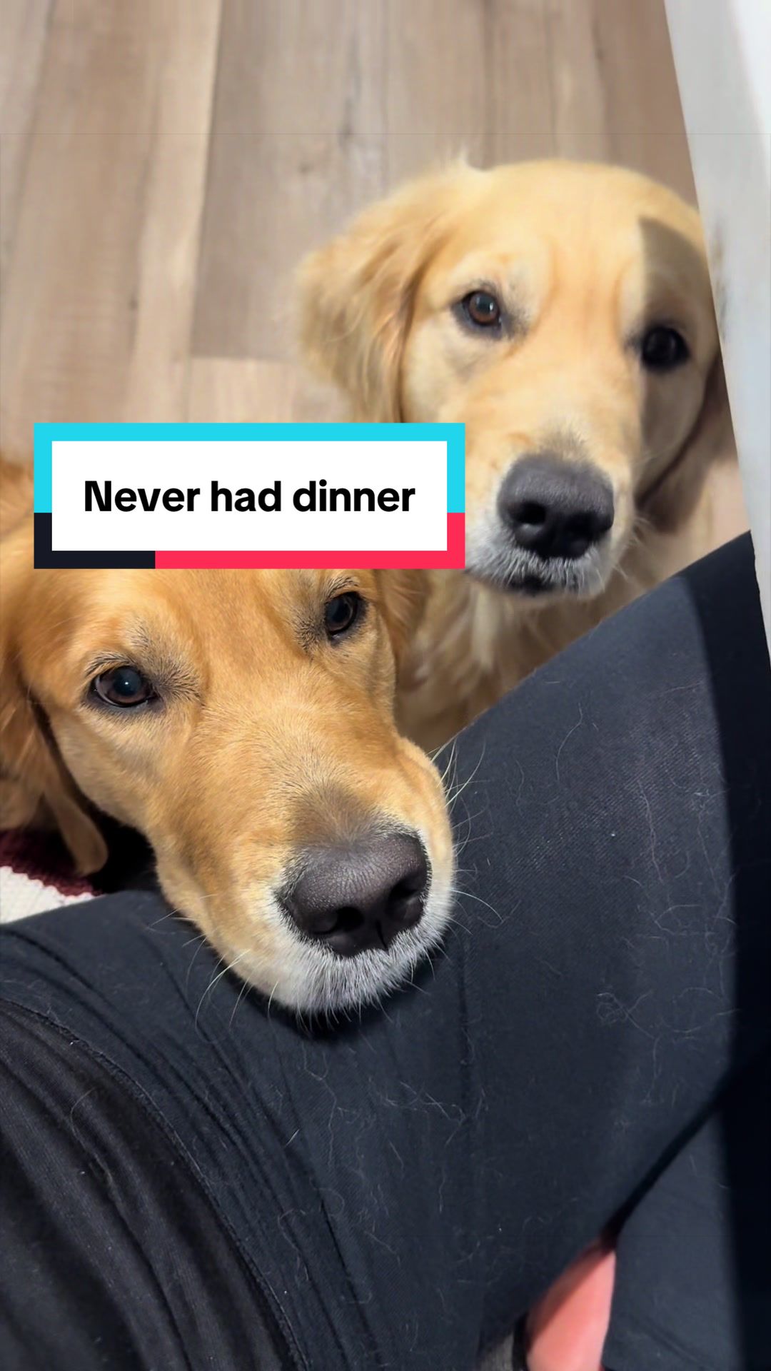 @3goldenretriever