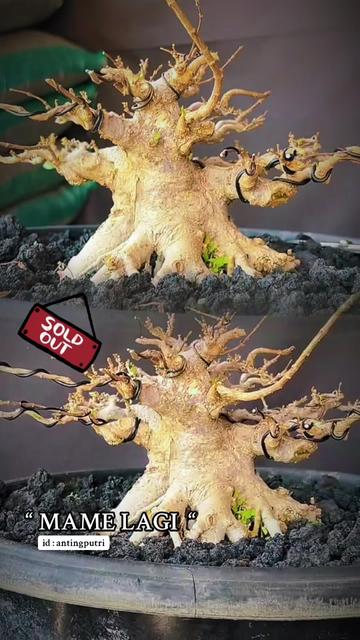 @warbonsai_purwodadi