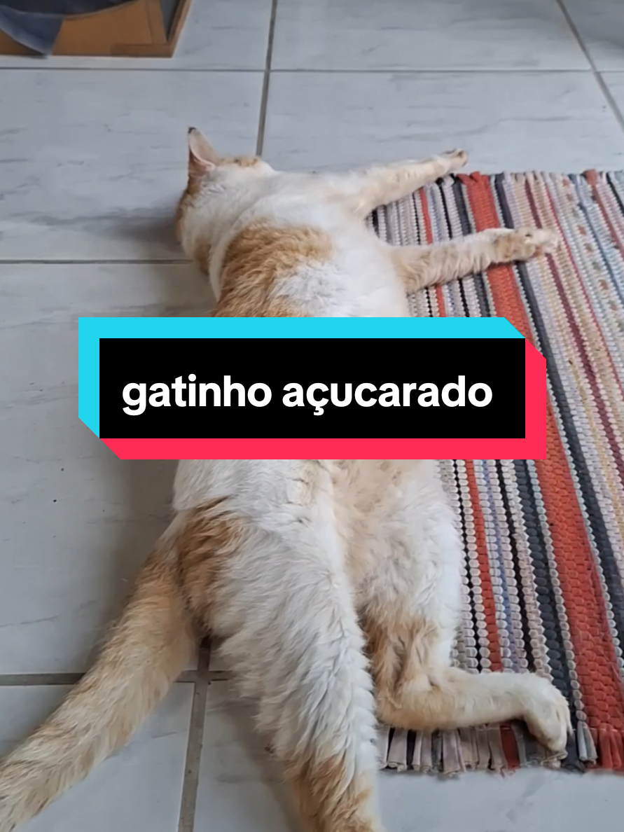 @casa dos gatos